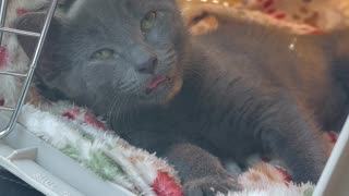 Shrimp The Kitten Relaxes In His Carrier