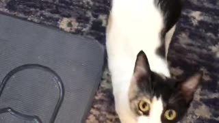 Baby Kitten & Mom Reunited (Reaction Video)