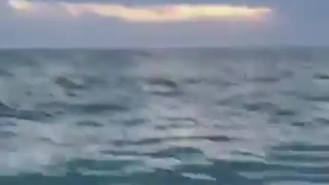 shark back to sea