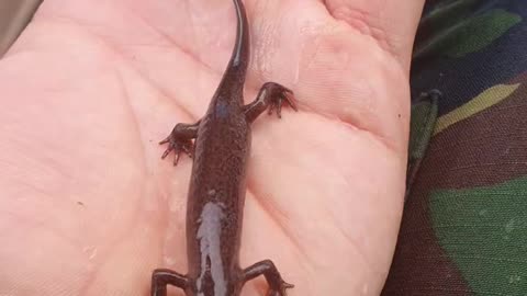 Rural salamander