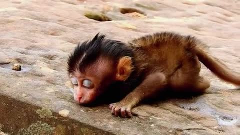 Pity Poor Baby Monkey Got Attacks By Dog, Monkey Got Seriously Wound & Unconscious || Look So Hurt.