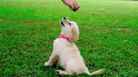 Cute puppies playing and having fun