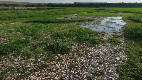 Tons of dead fish cover Sao Paulo river after alleged dumping of industrial waste