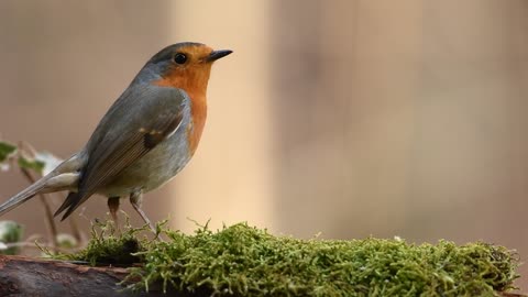 Beautiful bird robin