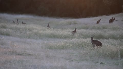 WS Kangaroos in grassy field in evening Australia