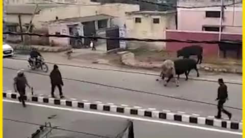 Bull Fight