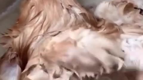 os cachorros e gatos mais fofos