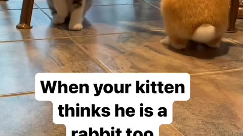 "Double the Cuteness: When Your Kitten Thinks He's a Rabbit"
