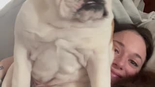 Bulldog Doesn't Believe in Personal Space