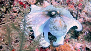 Octopus hunting is truly a super predator on the reef