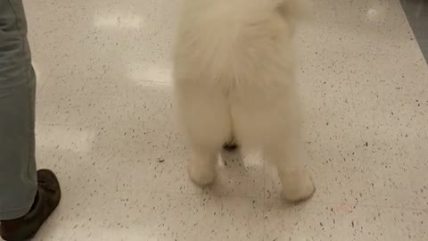 White dog can't walk slips on linoleum floor