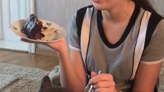 CAT EATS THE CAKE WITH A SPOON