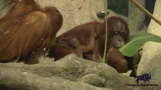 At Chicago's Brookfield Zoo, a two-week-old baby orangutan made her debut