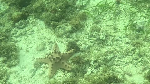 Snorkeling Adventures Philippines. Wow, so many starfish as you approach the coral reef