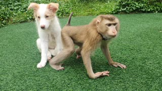 Monkey and Dog Make Unlikely Best Friends