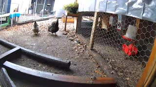 Rainy Weather VS Chickens Time Lapse