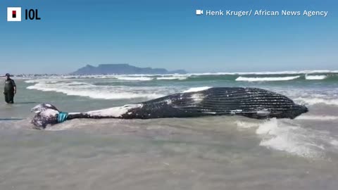 Washed up whale removed from Cape Town beach