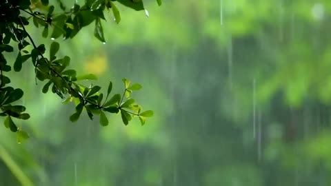 Rainforest Rain Sounds for Sleeping or Studying 🌧️ White Noise Rainstorm