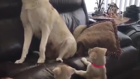 Dog Teaching the awooooos to Puppies!!!