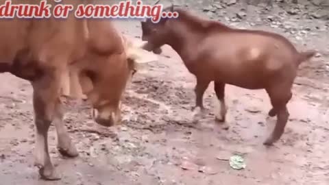 Goat fight cow