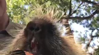 Porcupine eating sweet potato ring