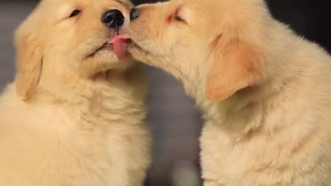 Cute dogs kissing video