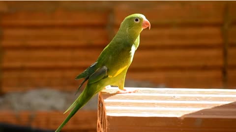 Brazilian Bird parrot , Bird parrot