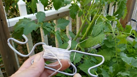 How I String Trellis Tomatoes