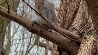 Who knew squirrels had their own comedy show? 😂😂