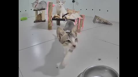 Best funny cat videos
