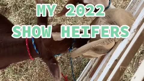 MY 2022SHOW HEIFERS