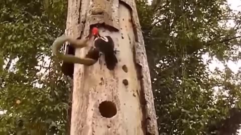 Eagle vs. Serpent: Beak of Steel Meets Slithering Scales (Nature's Epic Showdown!)