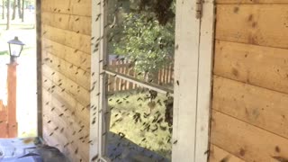 Bees Swarm To Get At Honey