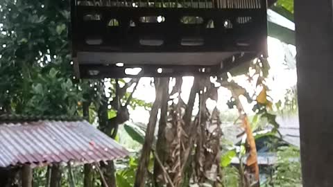 Burung pelanduk bukit asli indonesia