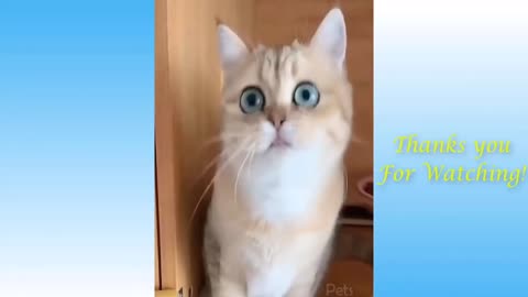 Top Funny Cat Videos of The Weekly TRY NOT TO LAUGH 17 Pets Garden