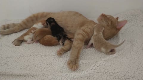 Took in a pregnant cat a few days ago and the night before last we welcomed 5 new additions!