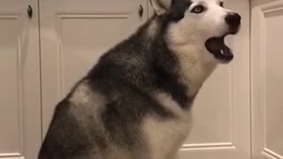 Angry husky Who is told no pizza for him!