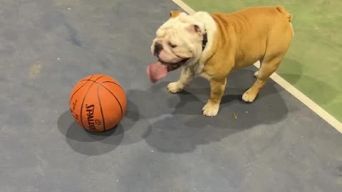 Dog full sprints at the basketball court