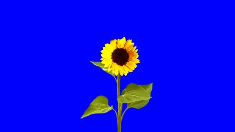 Flower Round Animation Hd Effect || Sunflower HD Video ||