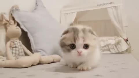 Cat video is a great