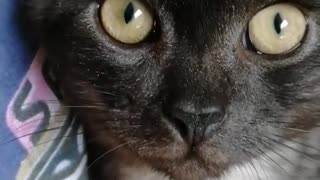 Cat Turning Her Face Away when I try To Film Her