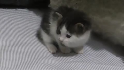 lovely baby cat at home