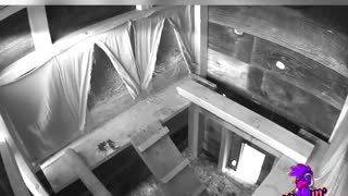 Time Lapse Chickens Sleeping in Coop
