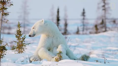 Polar bears vs eagles - great chase