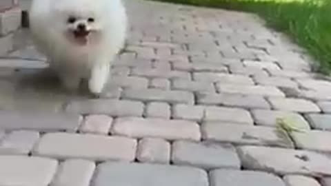 Cute dog short video