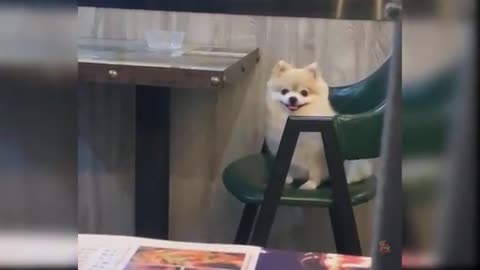 Cute Dog video comedy video