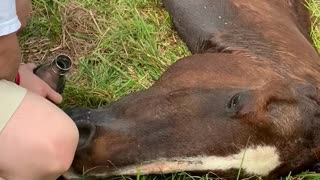 Owner comforts rescue horse for the last time.