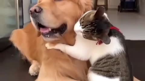 ☺️☺️Sweetie pai dog and cat☺️☺️