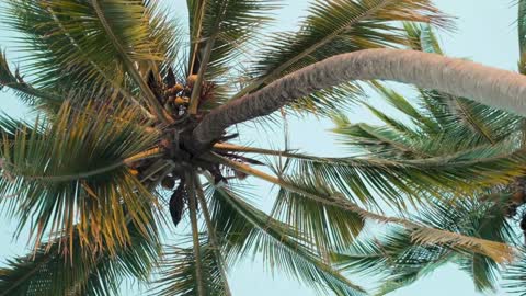 Drone captured amazing footage of coconut tree in very tricky angle