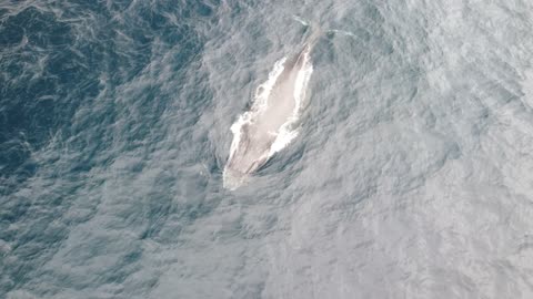 Humpback Whale gliding through the water